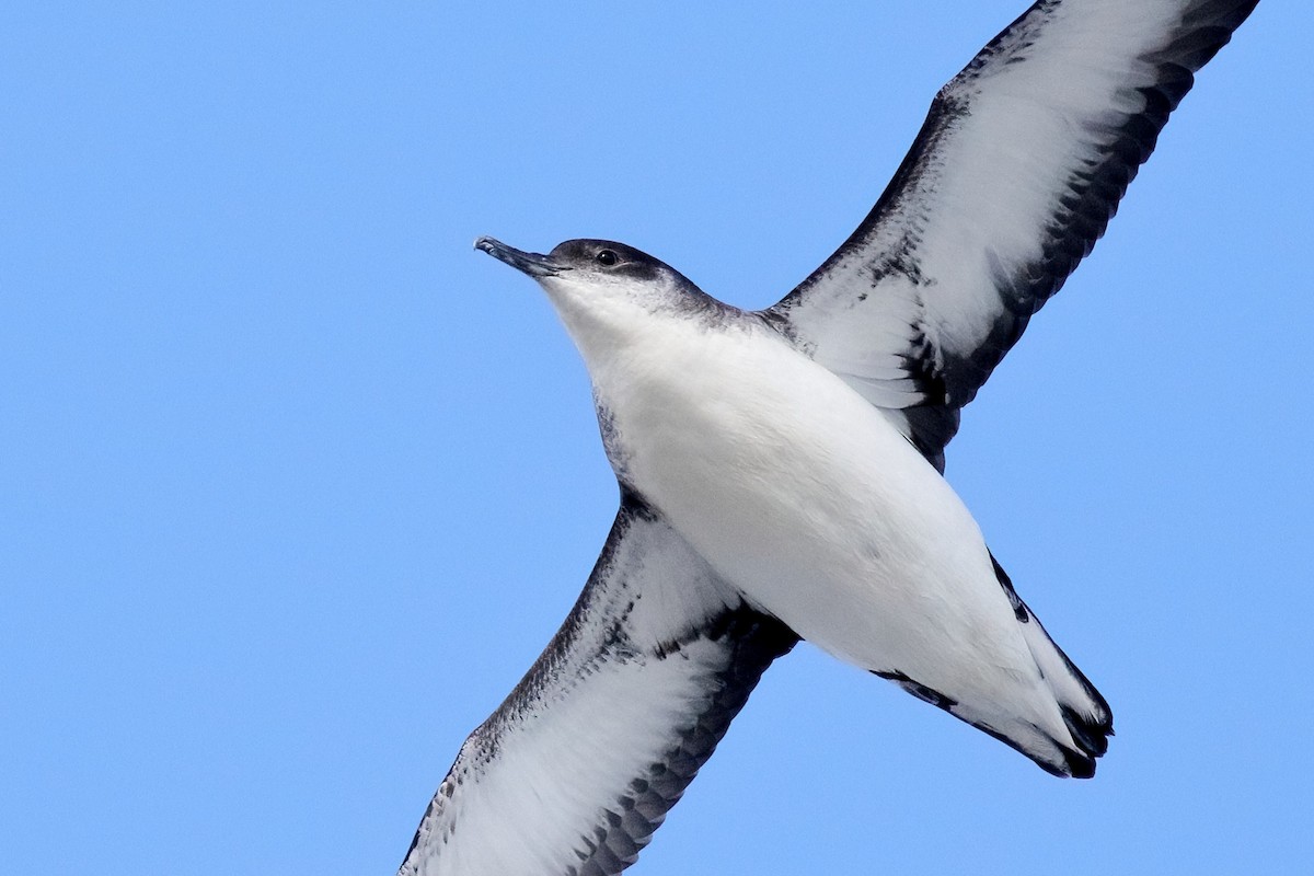 Manx Shearwater - ML433631871