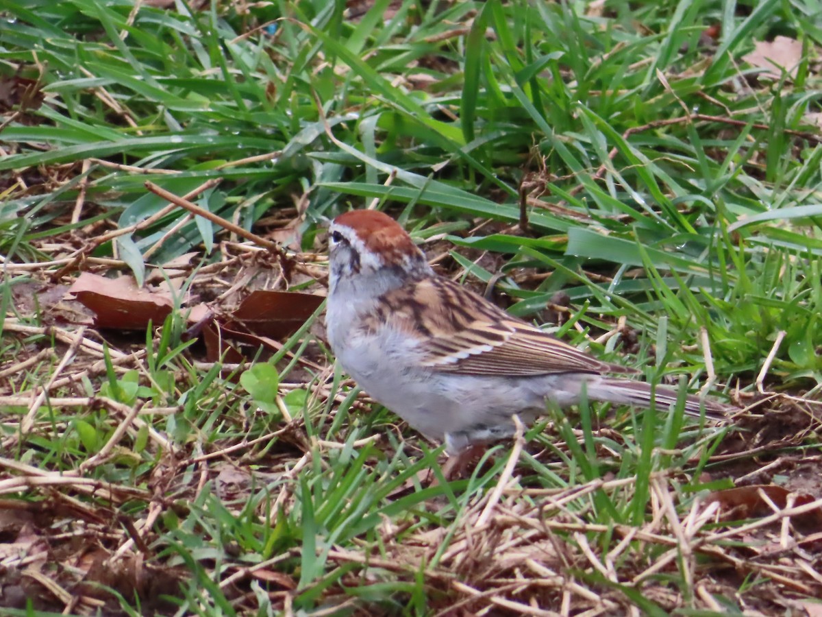Chipping Sparrow - ML433631901