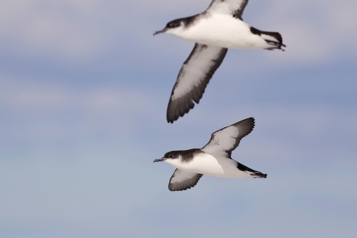 Manx Shearwater - ML433632321
