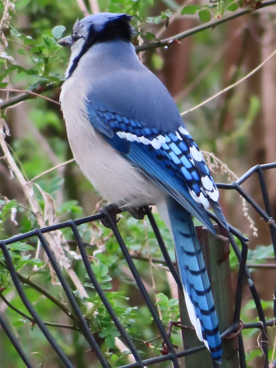Blue Jay - ML433632721