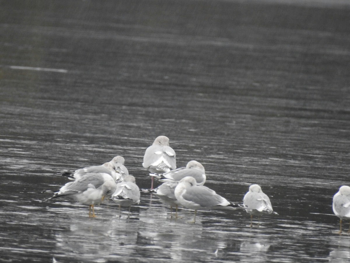 Short-billed Gull - ML43363291