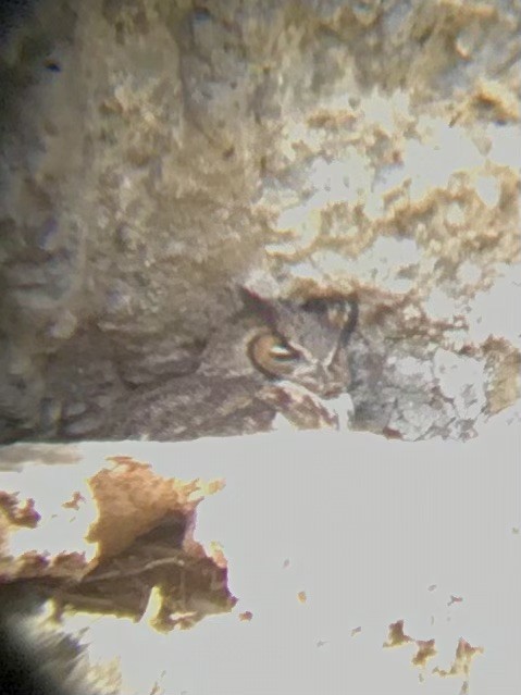 Great Horned Owl - ML433633091