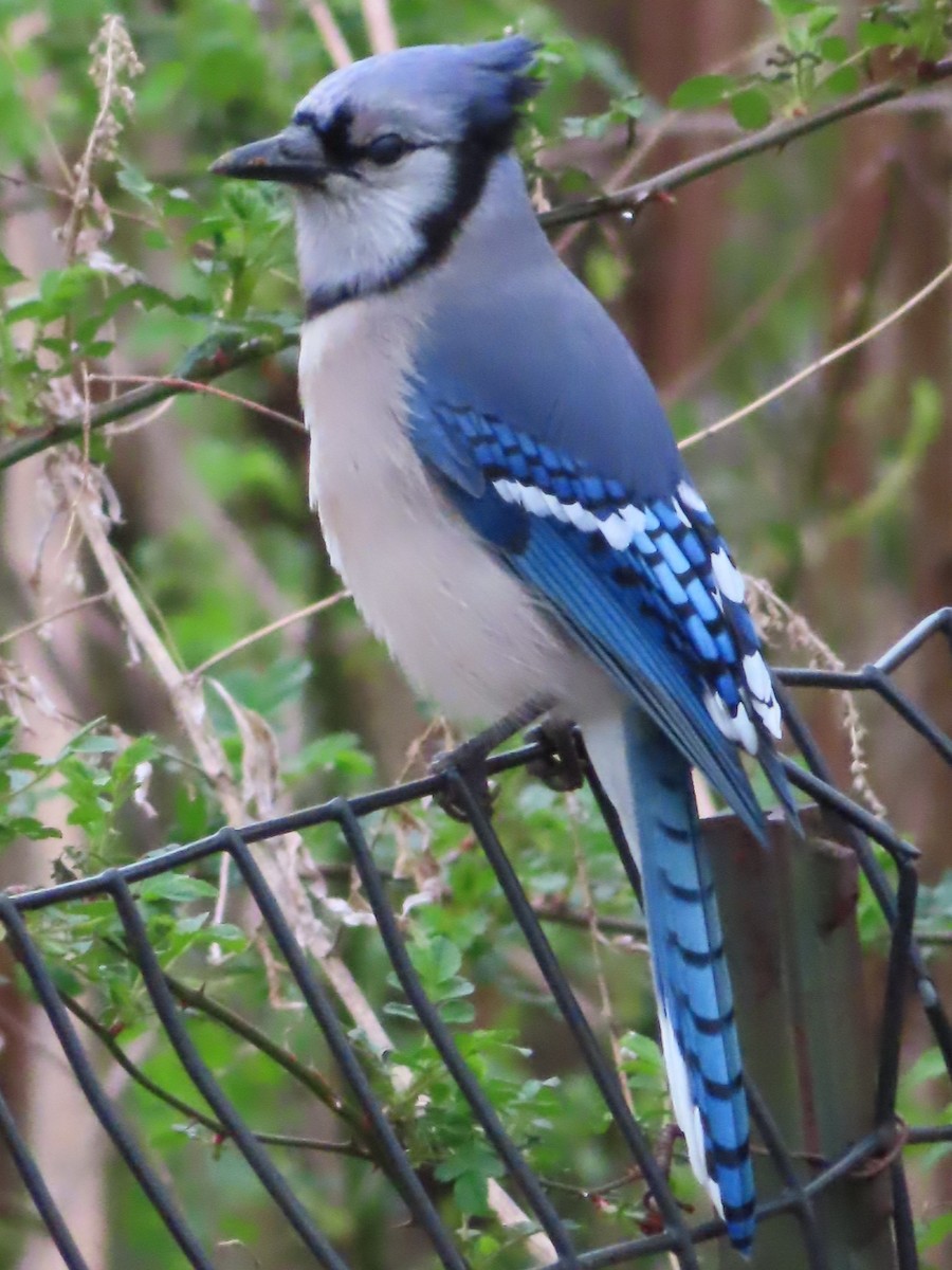 Blue Jay - ML433633891