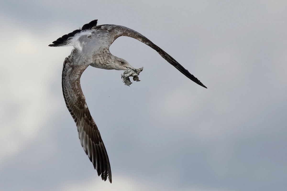American Herring Gull - ML433634011