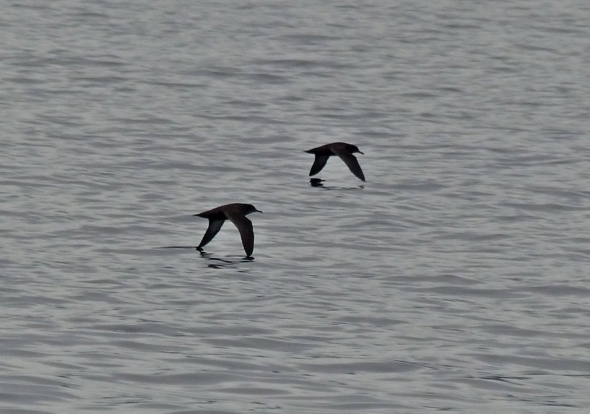 Sooty Shearwater - Carlos Schmidtutz