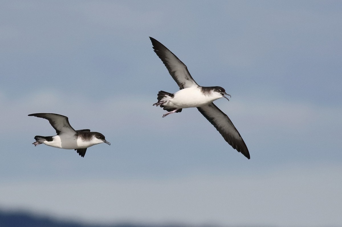 Manx Shearwater - ML433635111