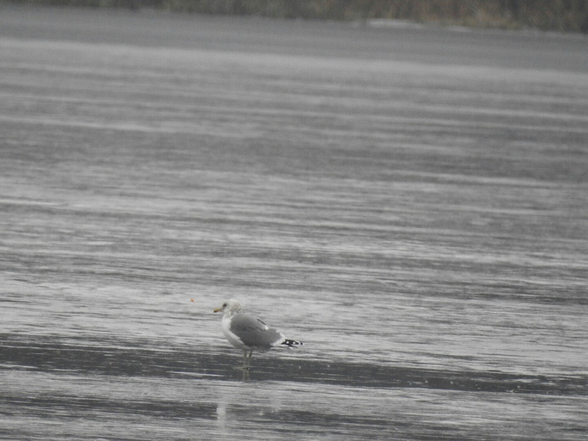 California Gull - ML43363531