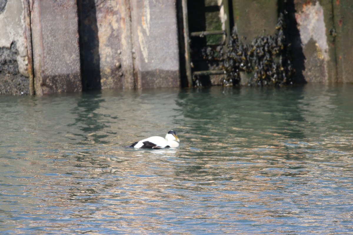 Common Eider - ML433636991