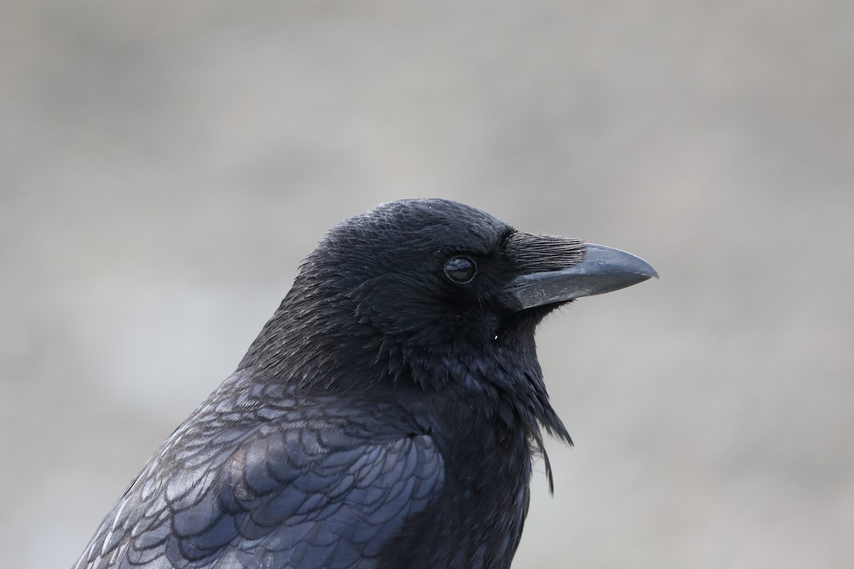 Carrion Crow - ML433637011
