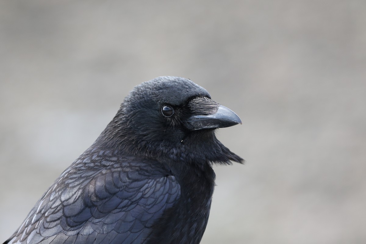 Carrion Crow - ML433637071