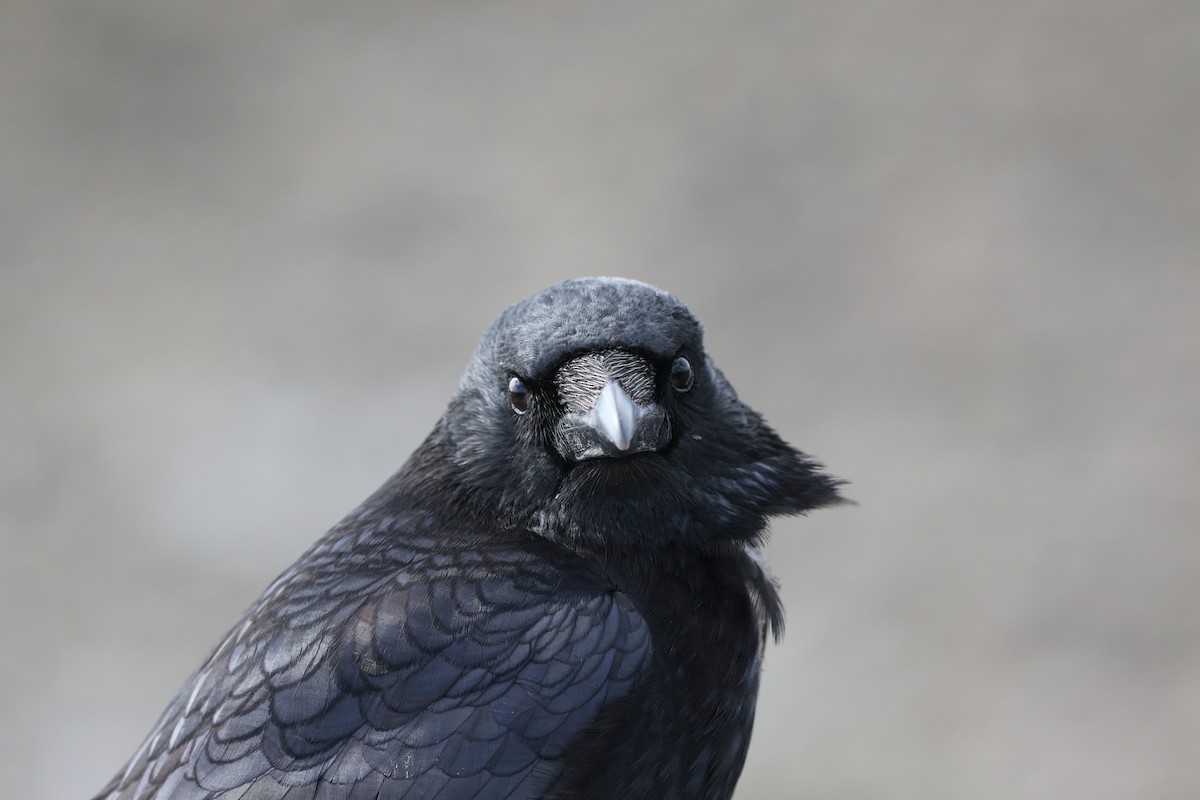 Carrion Crow - ML433637081