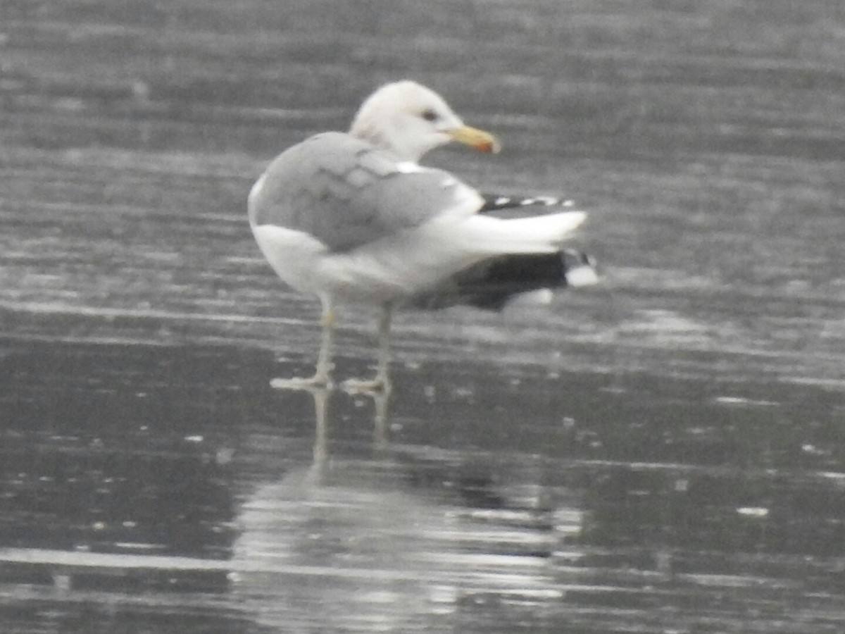 California Gull - ML43363711