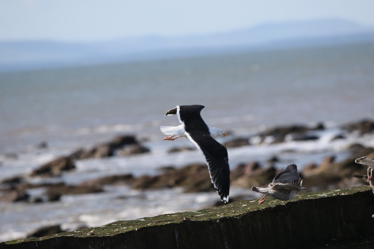 Great Black-backed Gull - ML433637161