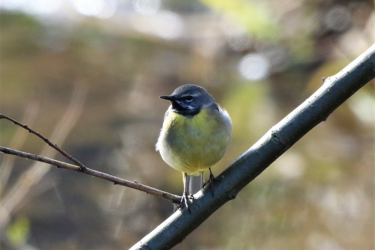 Gray Wagtail - ML433637601