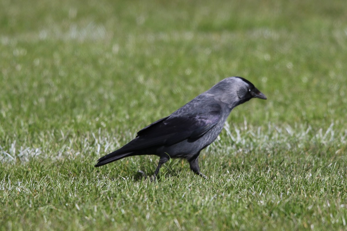 Eurasian Jackdaw - ML433638291