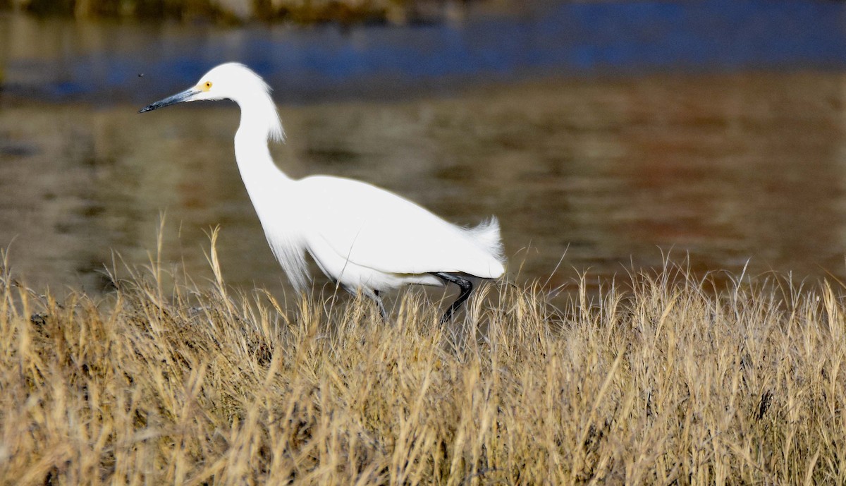 Snowy Egret - ML433639051