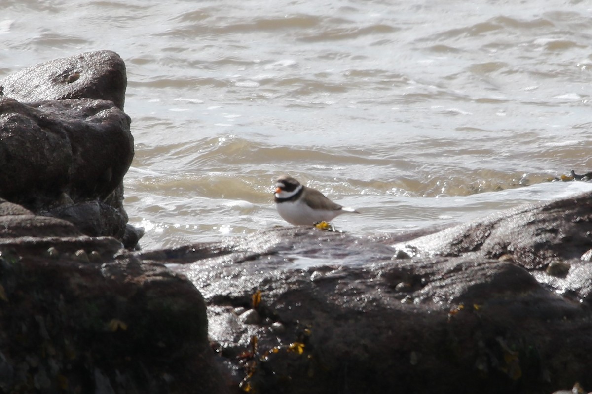 Common Ringed Plover - ML433639061