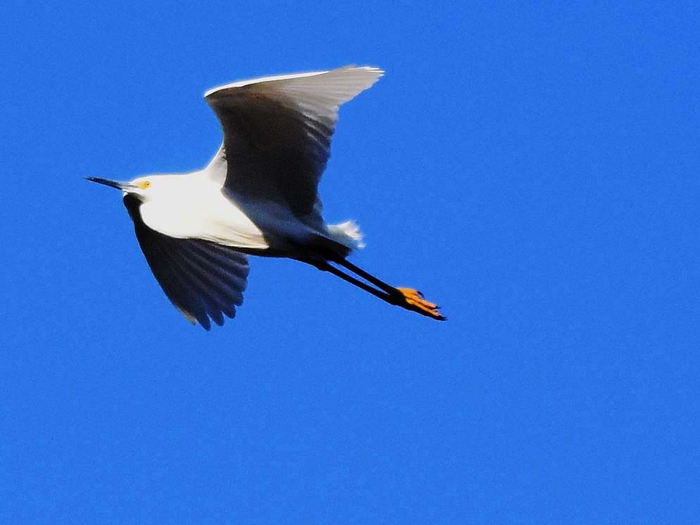 Snowy Egret - ML433639111