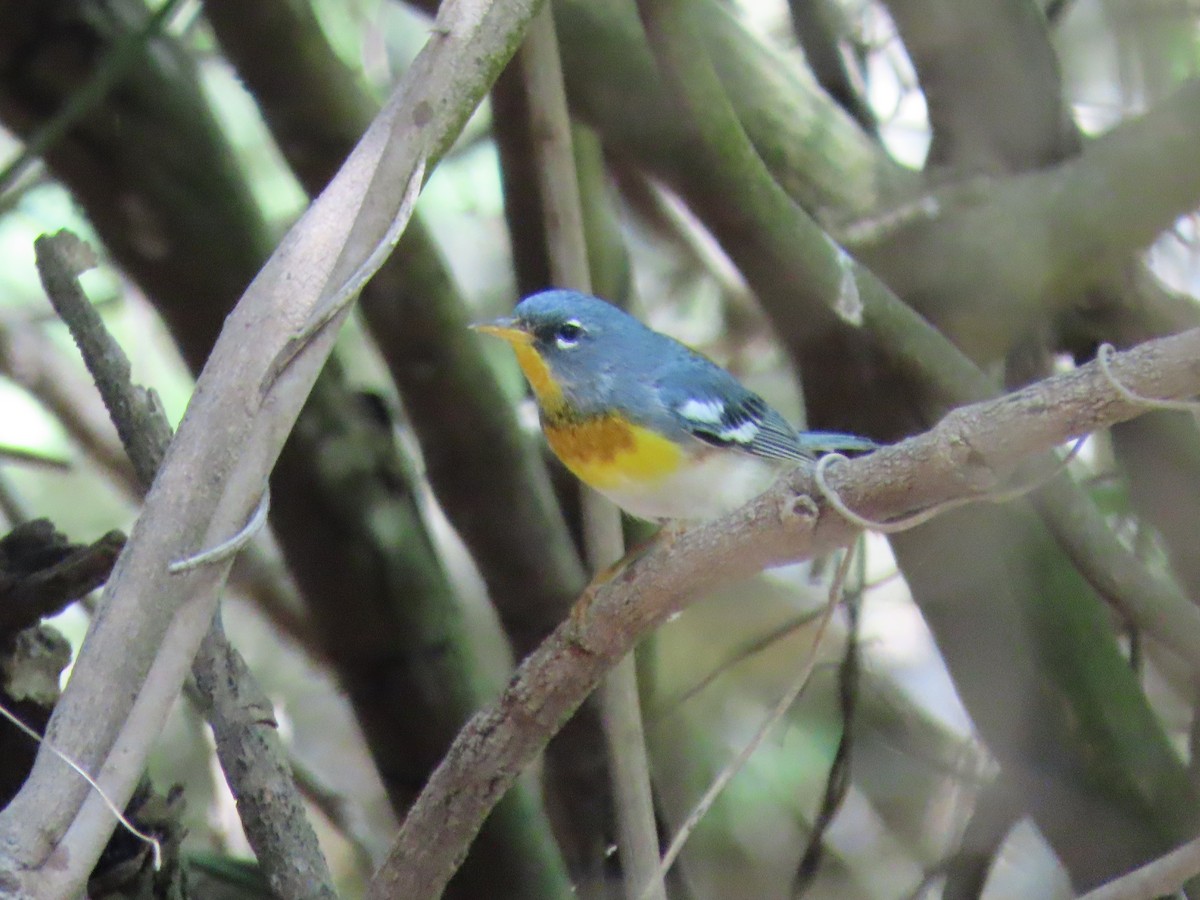 Northern Parula - ML433639871