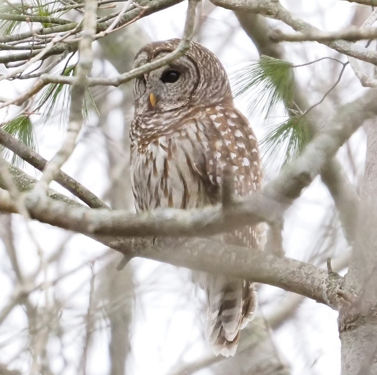 Barred Owl - Jennifer Reck