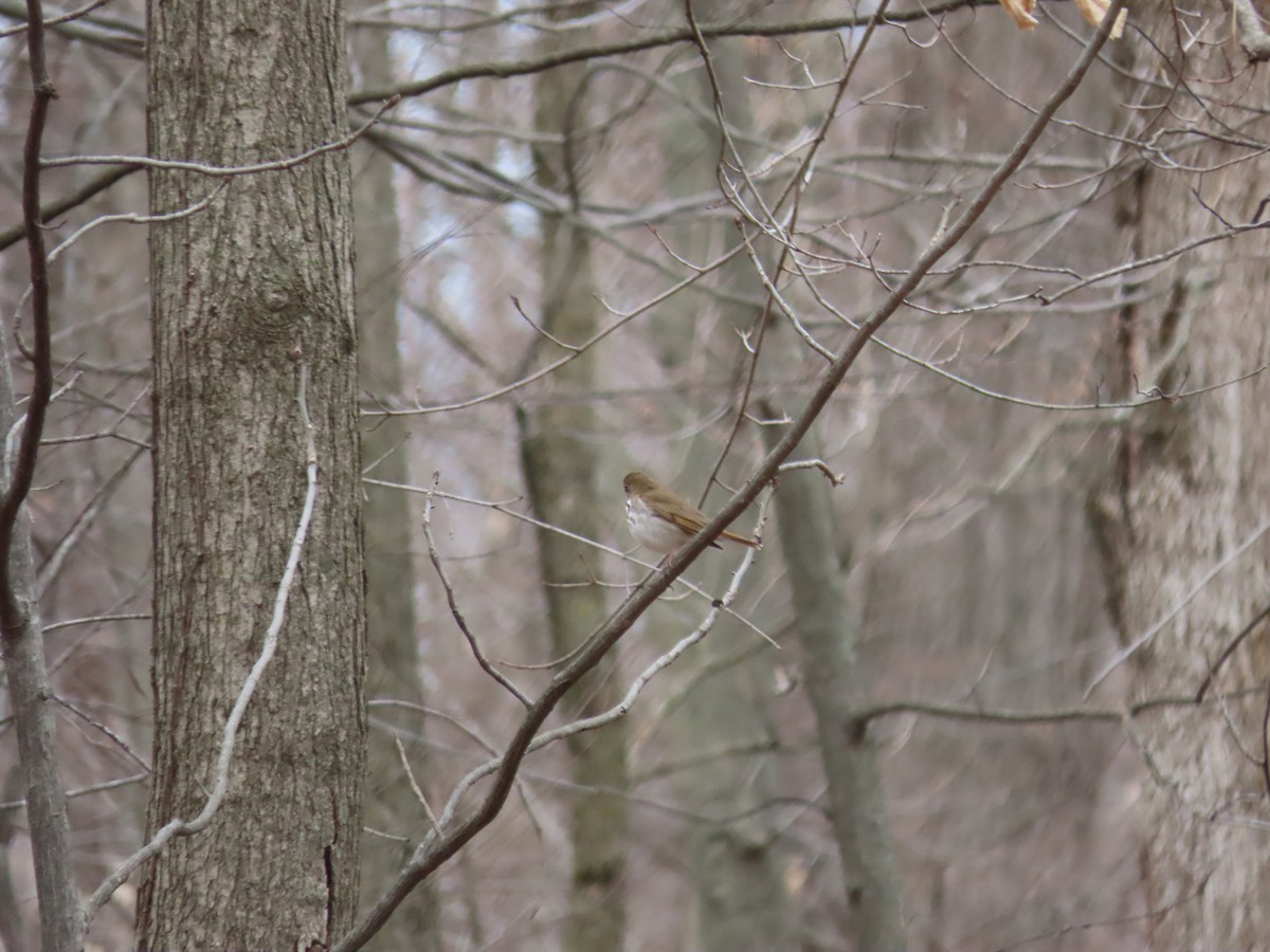 Hermit Thrush - ML433641301