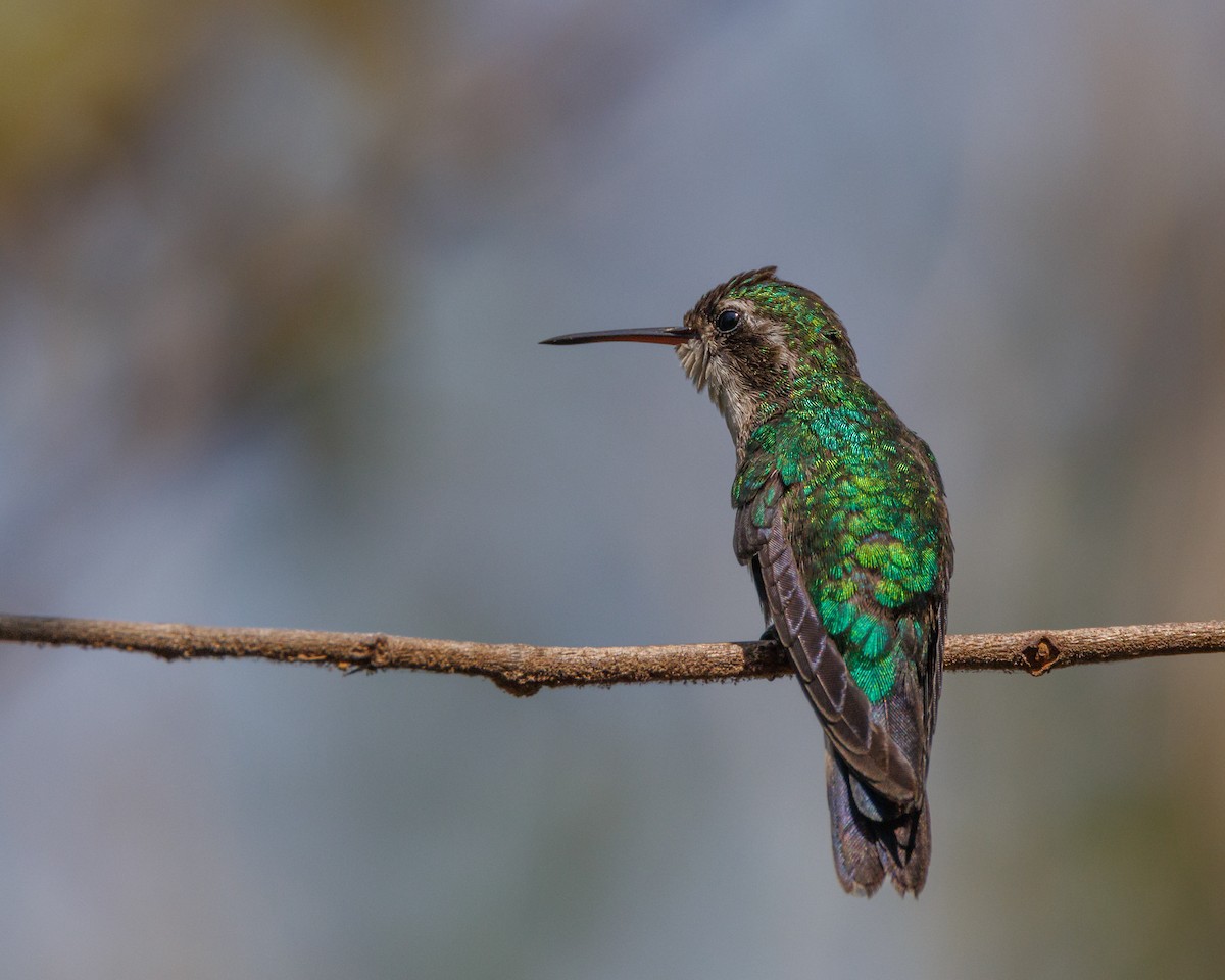 Cozumel Emerald - Karl Wirth