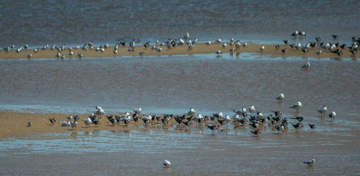Black Skimmer - ML433641751