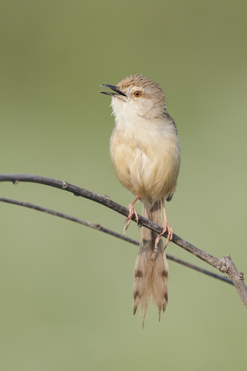 Plain Prinia - ML433642151