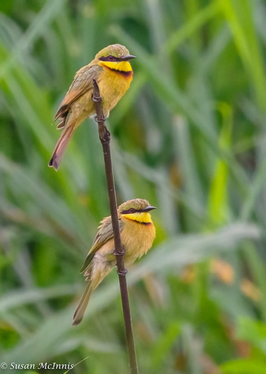 Little Bee-eater - ML433643591