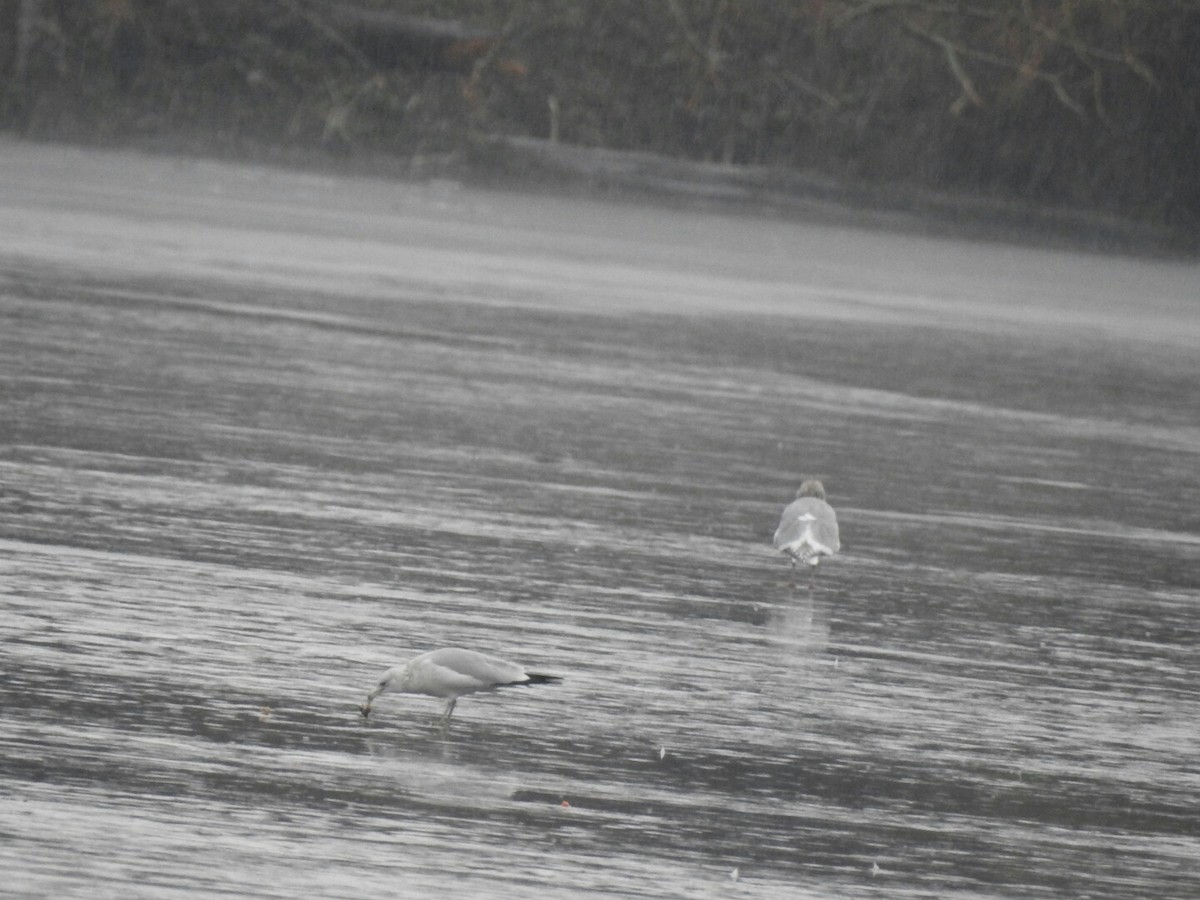 gull sp. - ML43364441