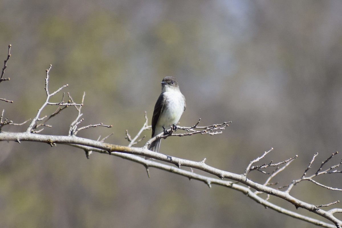 Eastern Phoebe - ML433644861