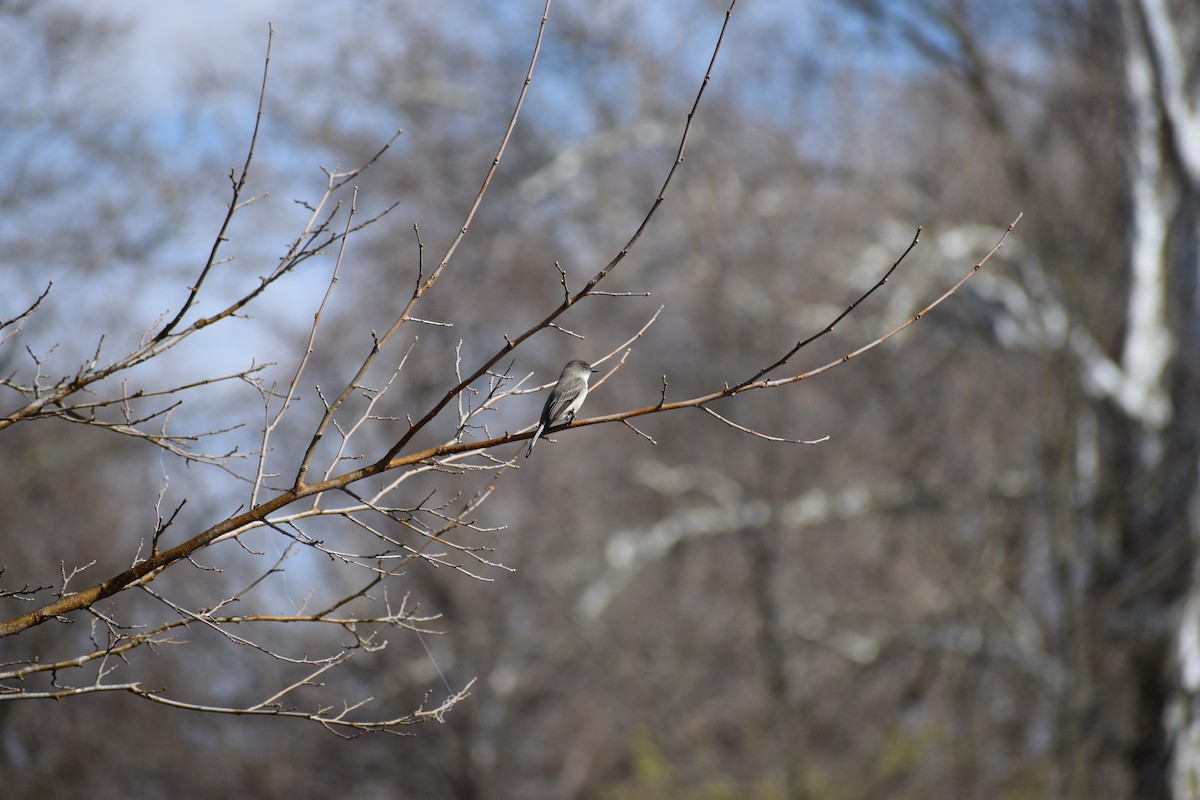 Eastern Phoebe - ML433644881