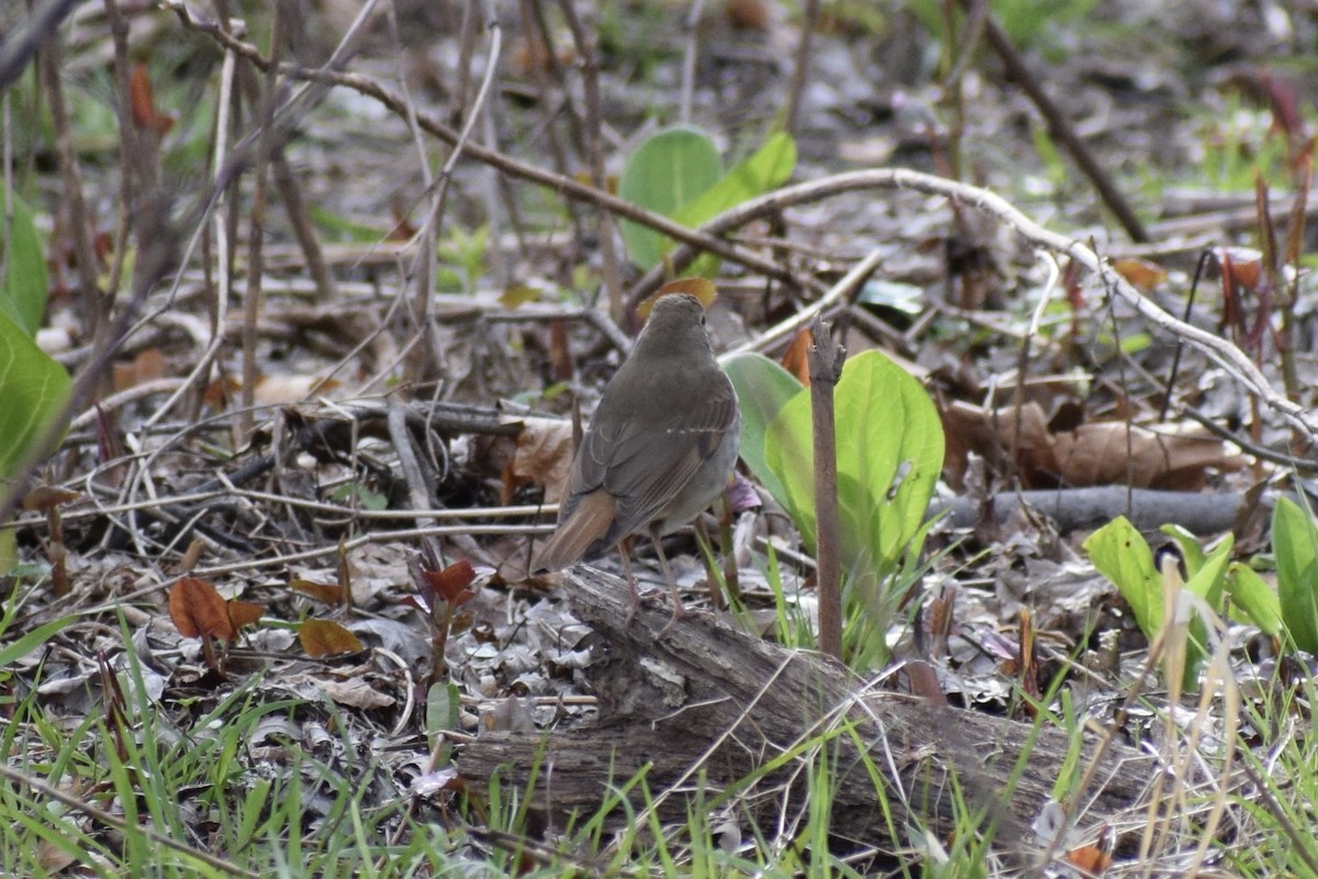 Hermit Thrush - ML433645031