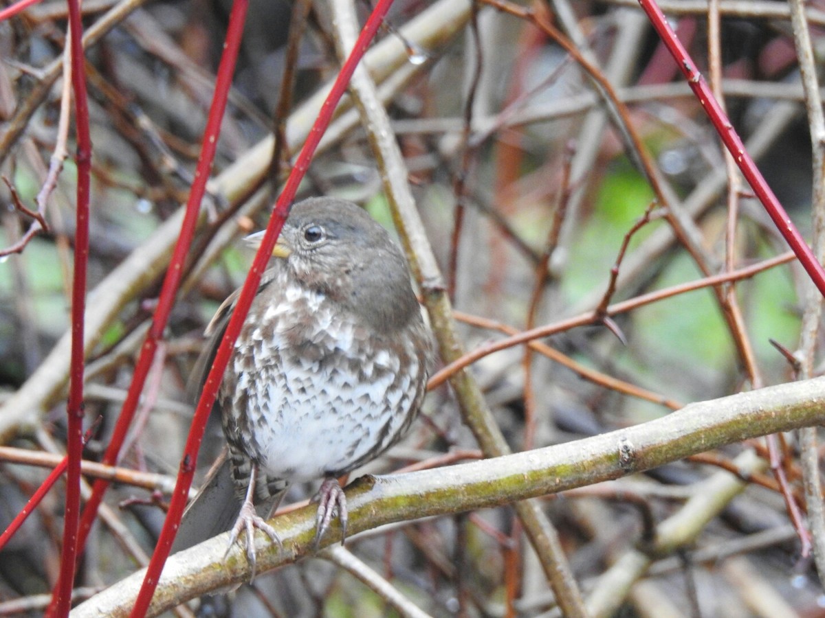 Fox Sparrow - ML43364531