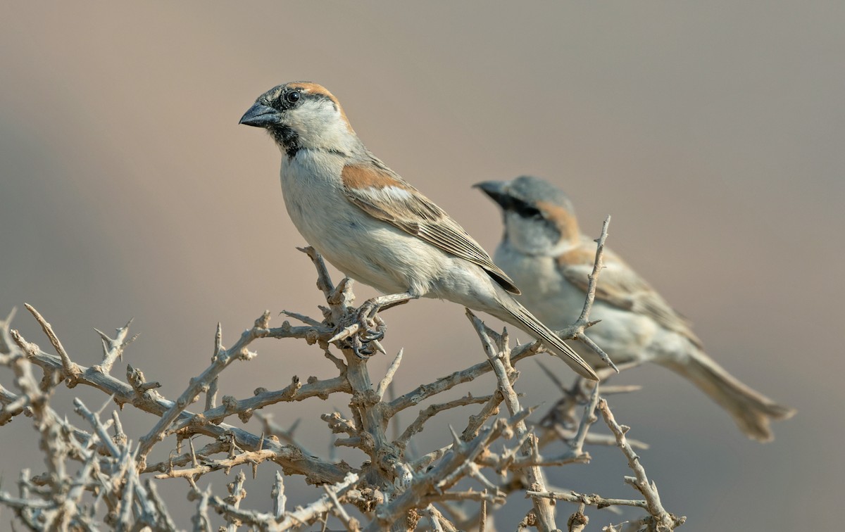 Moineau d'Abd-al-Kuri - ML433645871