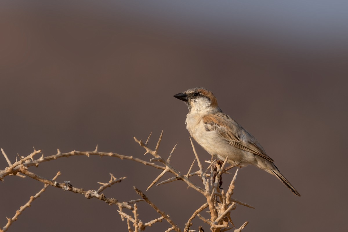 Abd al Kuri Sparrow - Lars Petersson | My World of Bird Photography