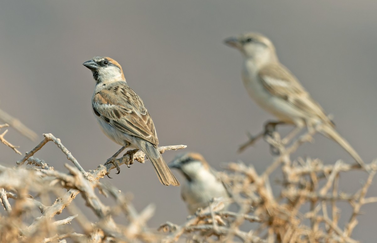 Abd al Kuri Sparrow - Lars Petersson | My World of Bird Photography