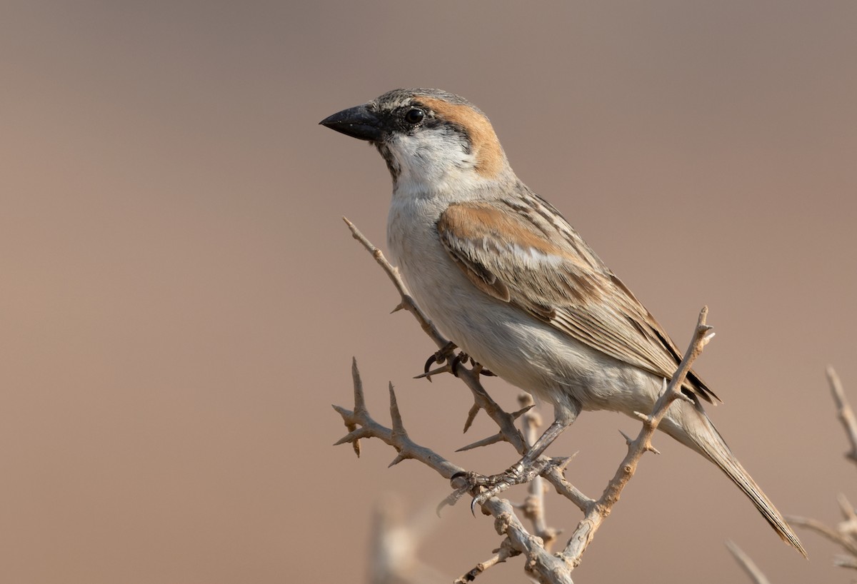 Abd al Kuri Sparrow - Lars Petersson | My World of Bird Photography