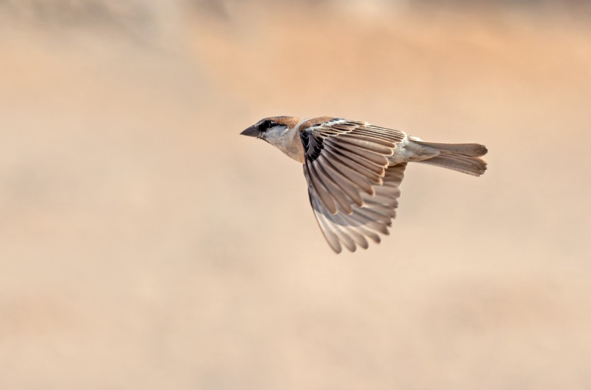 Abd al Kuri Sparrow - Lars Petersson | My World of Bird Photography