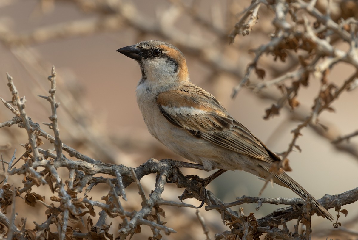 Abd al Kuri Sparrow - Lars Petersson | My World of Bird Photography