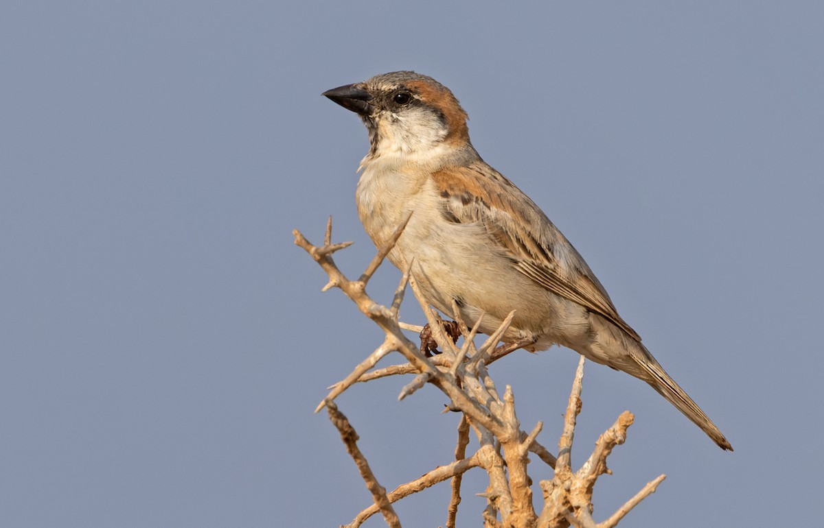 Abd al Kuri Sparrow - ML433646011