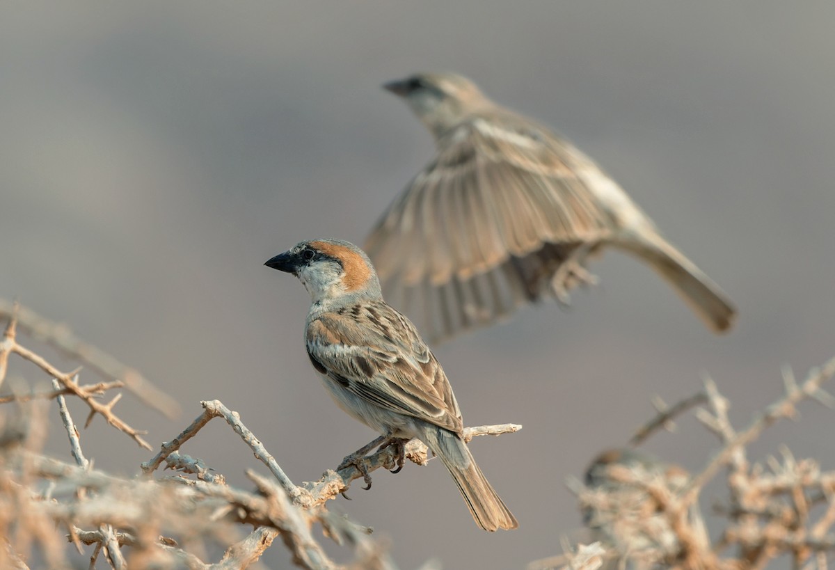 Abd al Kuri Sparrow - Lars Petersson | My World of Bird Photography