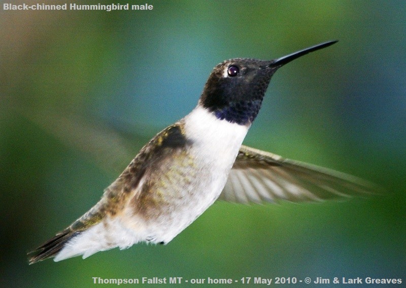 Black-chinned Hummingbird - ML433646341