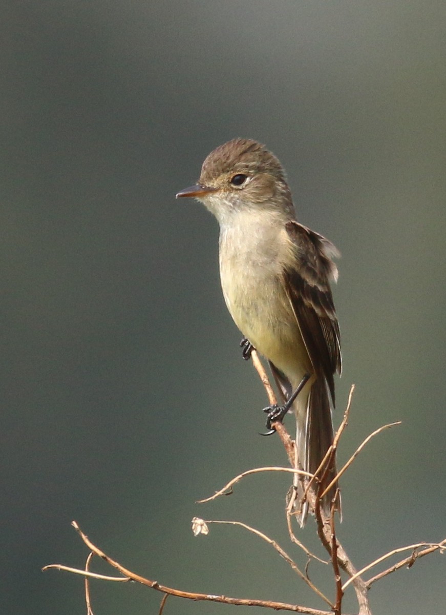 White-throated Flycatcher - ML43364641