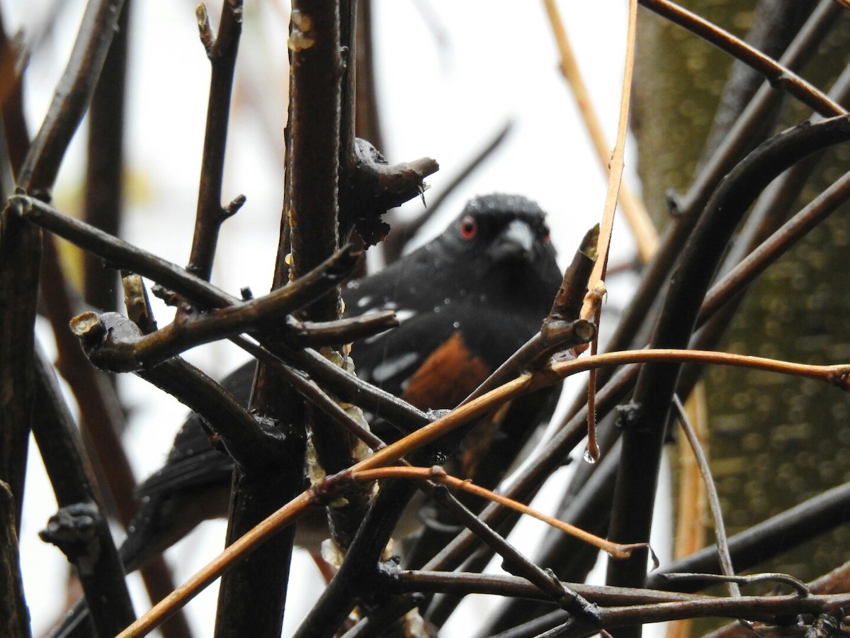 Spotted Towhee - ML43364691