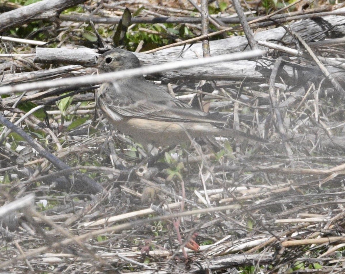 American Pipit - Peter Billingham