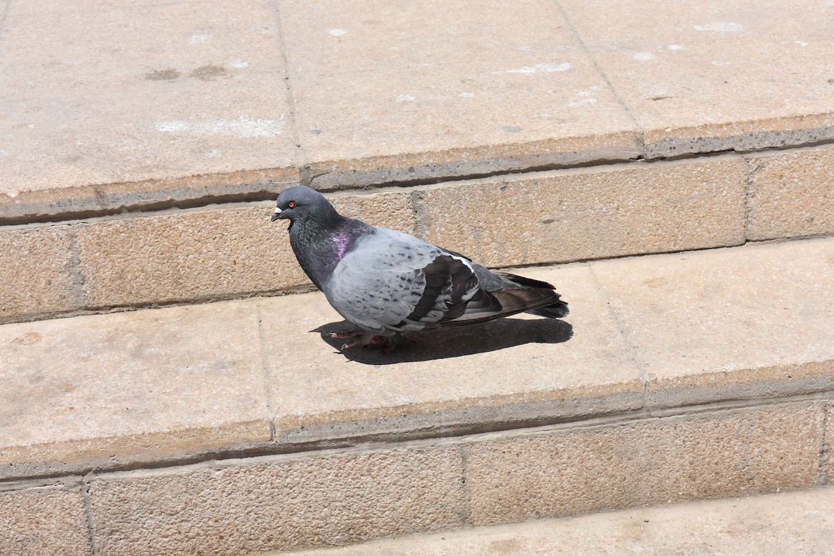 Rock Pigeon (Feral Pigeon) - Fernando  Pizarro