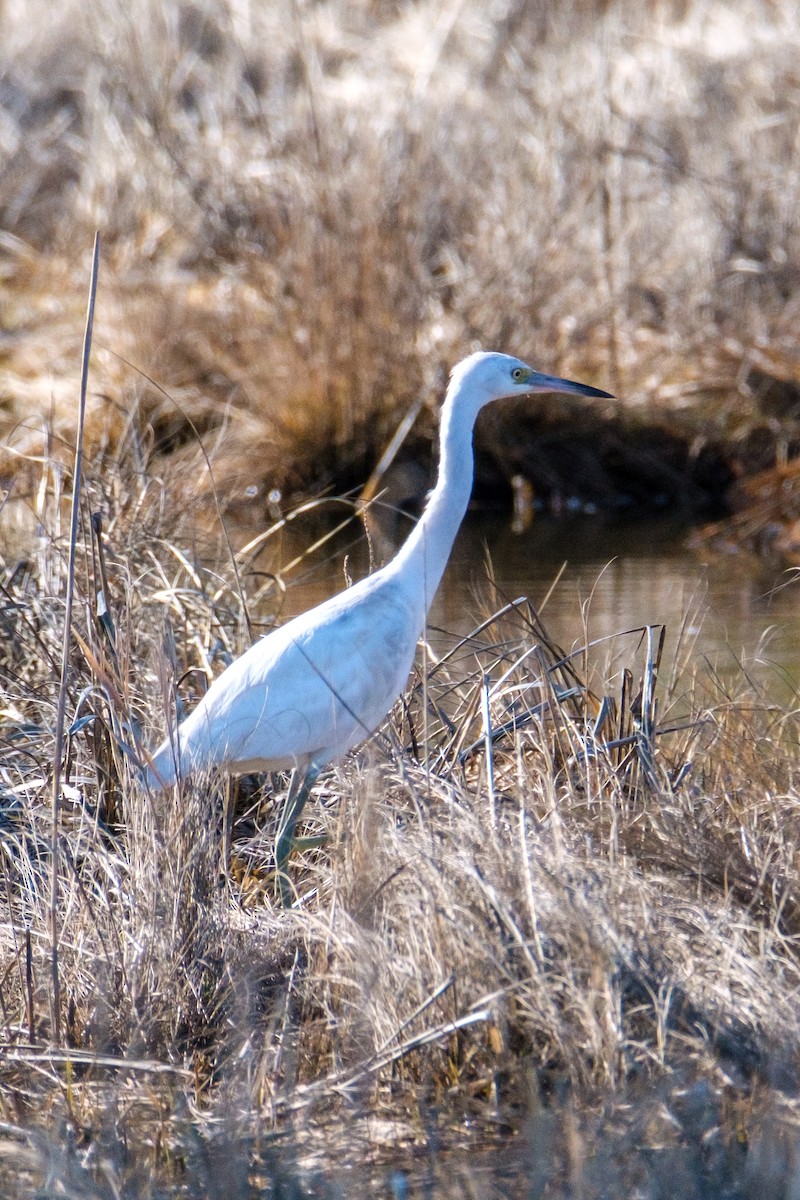 Aigrette bleue - ML433649231