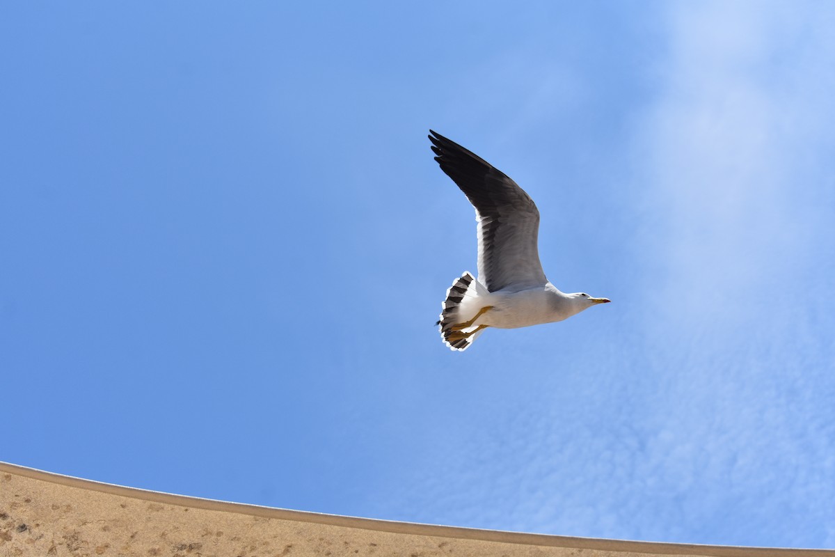 Belcher's Gull - Fernando  Pizarro