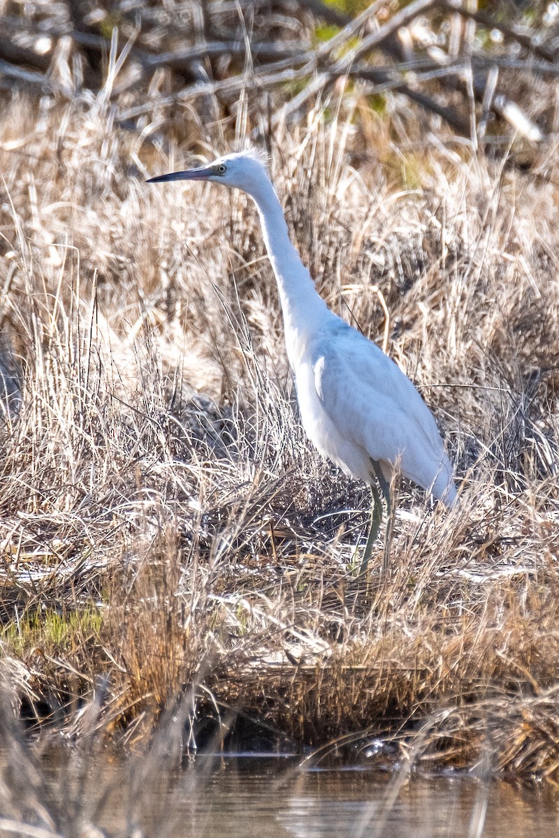 Little Blue Heron - Scott Dresser